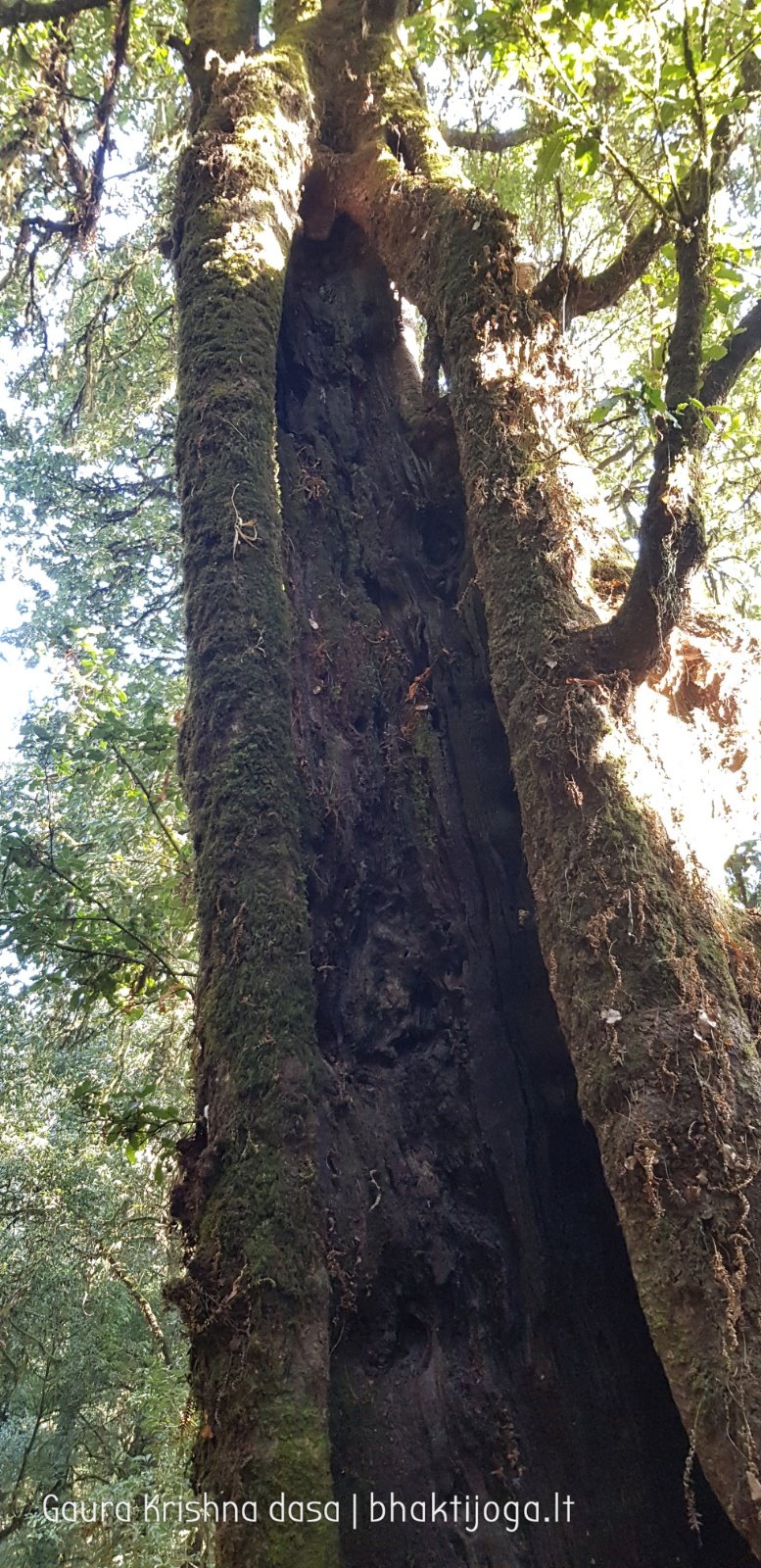  Trees. Shivapuri mountain. Kathmandu. 2019.01.15